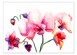 Poster Rosa Orchideen
