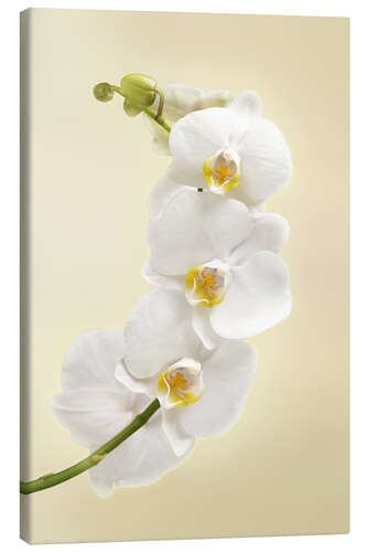 Canvas print White orchid