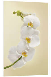 Foam board print White orchid