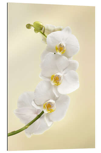 Gallery print White orchid