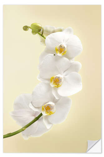 Selvklebende plakat White orchid