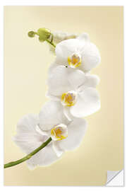 Wall sticker White orchid