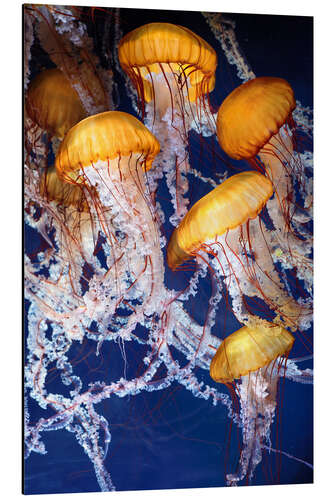 Aluminium print Yellow jellyfish in the ocean