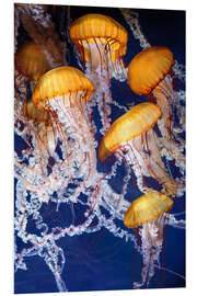 Stampa su PVC Yellow jellyfish in the ocean