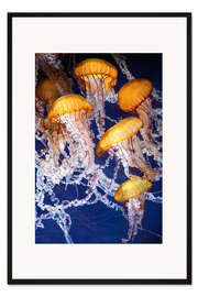 Gerahmter Kunstdruck Gelbe Quallen im Meer