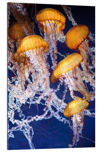 Galleriprint Yellow jellyfish in the ocean