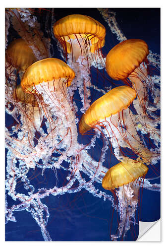 Vinilo para la pared Yellow jellyfish in the ocean