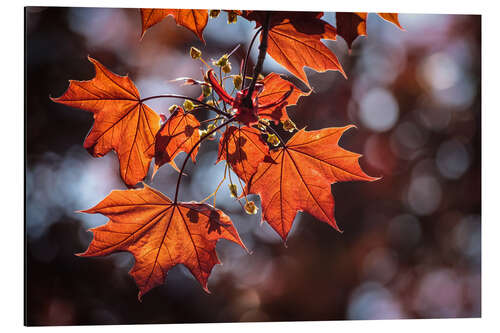 Alubild Herbstfarben