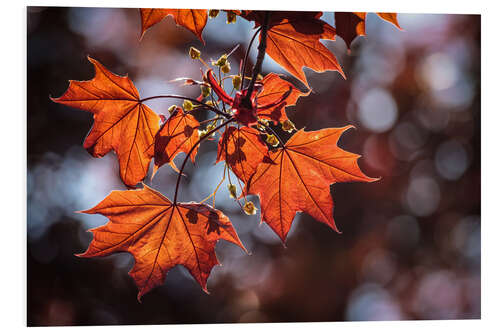 Foam board print Autumn Colors