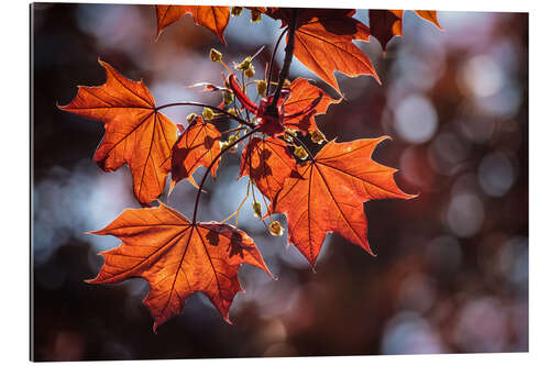 Galleritryck Autumn Colors