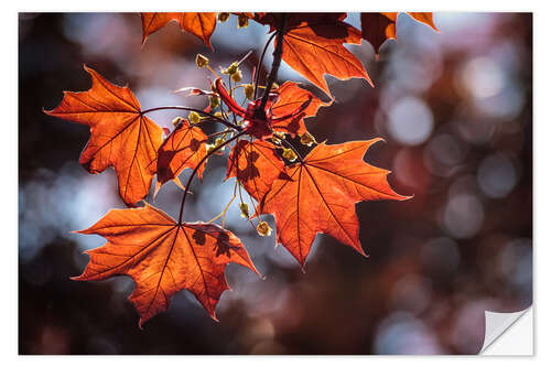 Muursticker Autumn Colors