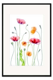 Gerahmter Kunstdruck Mohn-Tanz