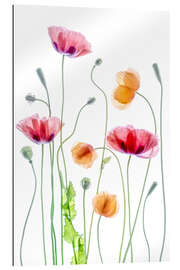 Gallery print Poppy dance