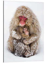 Aluminiumtavla Japanese snow monkeys