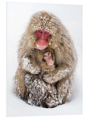 Stampa su PVC Japanese snow monkeys