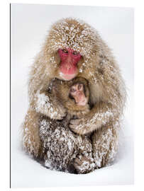 Gallery print Japanese snow monkeys