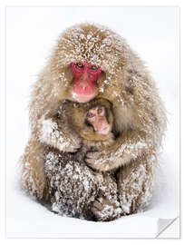 Vinilo para la pared Japanese snow monkeys