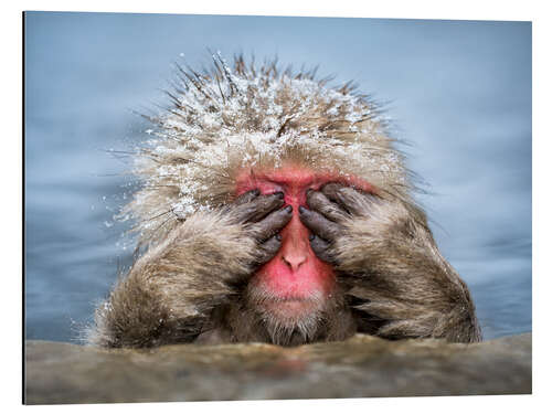 Aluminium print Japanese Macaque in a hot spring