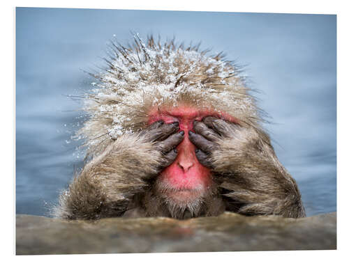 Quadro em PVC Japanese Macaque in a hot spring