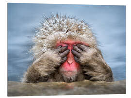 Galleriataulu Japanese Macaque in a hot spring