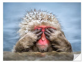 Selvklebende plakat Japanese Macaque in a hot spring