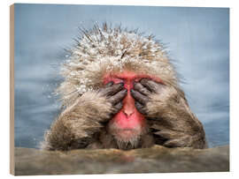 Tableau en bois Japanese Macaque in a hot spring