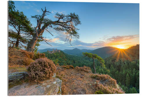 Tableau en plexi-alu Days beginning in the Palatinate Forest