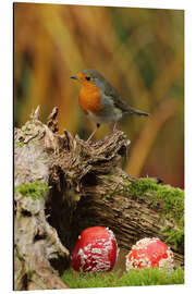 Aluminium print Robin in the fairy forest