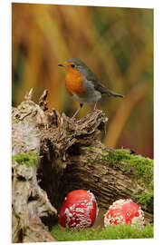 Foam board print Robin in the fairy forest