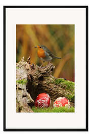 Gerahmter Kunstdruck Rotkehlchen im Märchenwald
