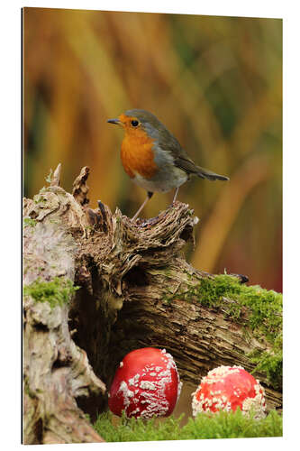 Quadro em plexi-alumínio Robin in the fairy forest