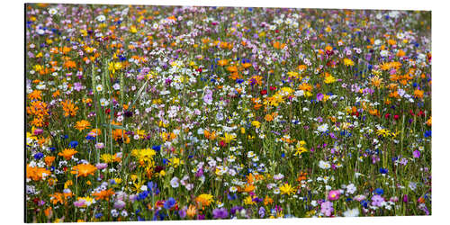 Aluminiumtavla spring meadow