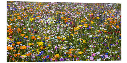 Foam board print spring meadow