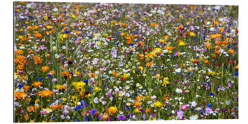 Gallery print spring meadow