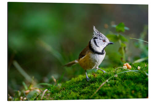Cuadro de aluminio Cute tit standing on the forest ground