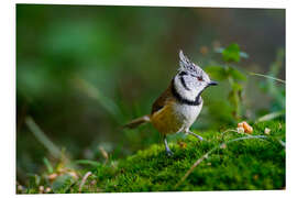 PVC-tavla Cute tit standing on the forest ground