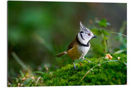 Gallery print Cute tit standing on the forest ground