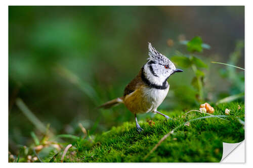 Adesivo murale Cute tit standing on the forest ground