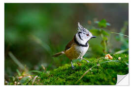 Selvklæbende plakat Cute tit standing on the forest ground