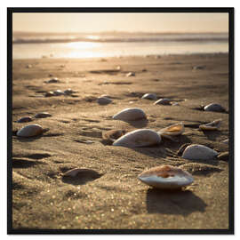 Gerahmter Kunstdruck Sonnenmuscheln