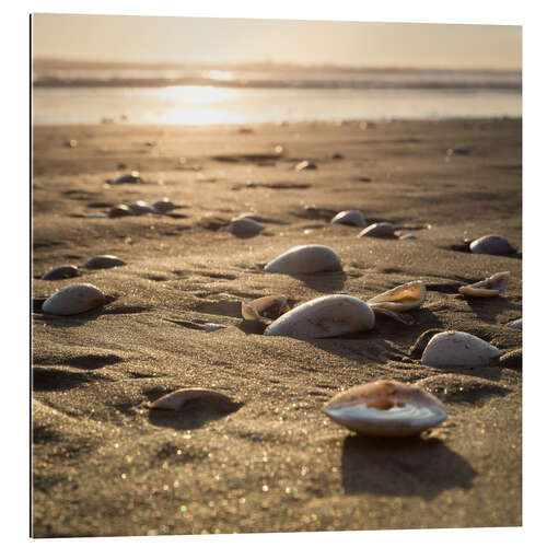 Gallery print sun shells