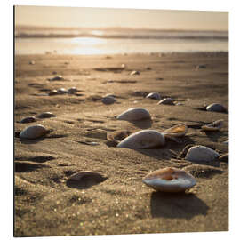 Magnettafel Sonnenmuscheln