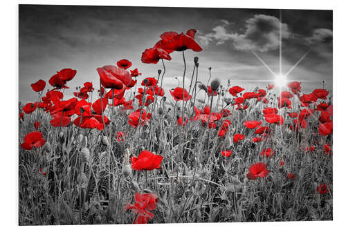 Foam board print Idyllic field of poppies