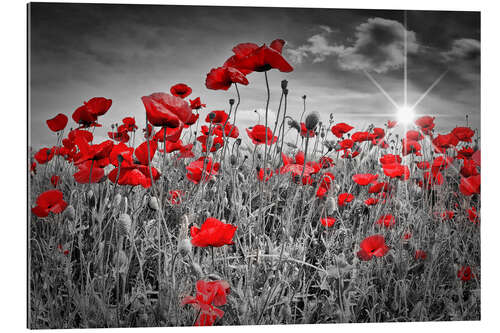 Gallery print Idyllic field of poppies