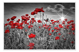 Poster Idyllic field of poppies