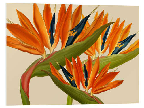 Foam board print Bird of Paradise