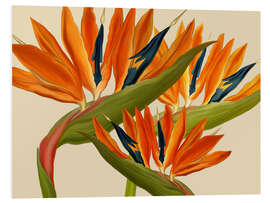 Foam board print Bird of Paradise