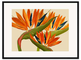 Gerahmter Kunstdruck Strelitzie