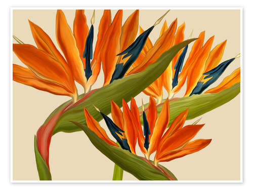 Juliste Bird of Paradise