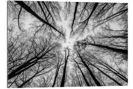 Gallery Print In dem Wald